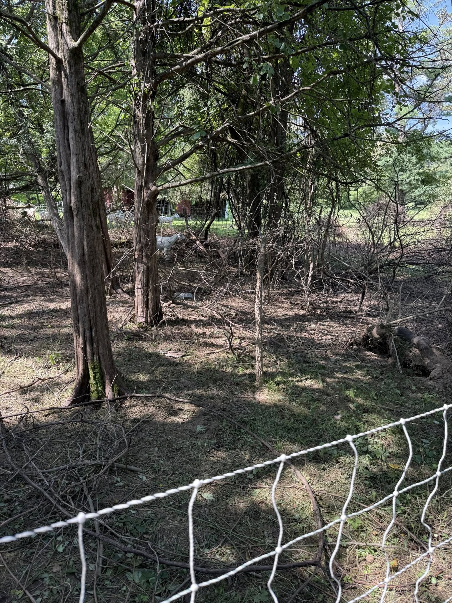 After goat grazing — cleared land