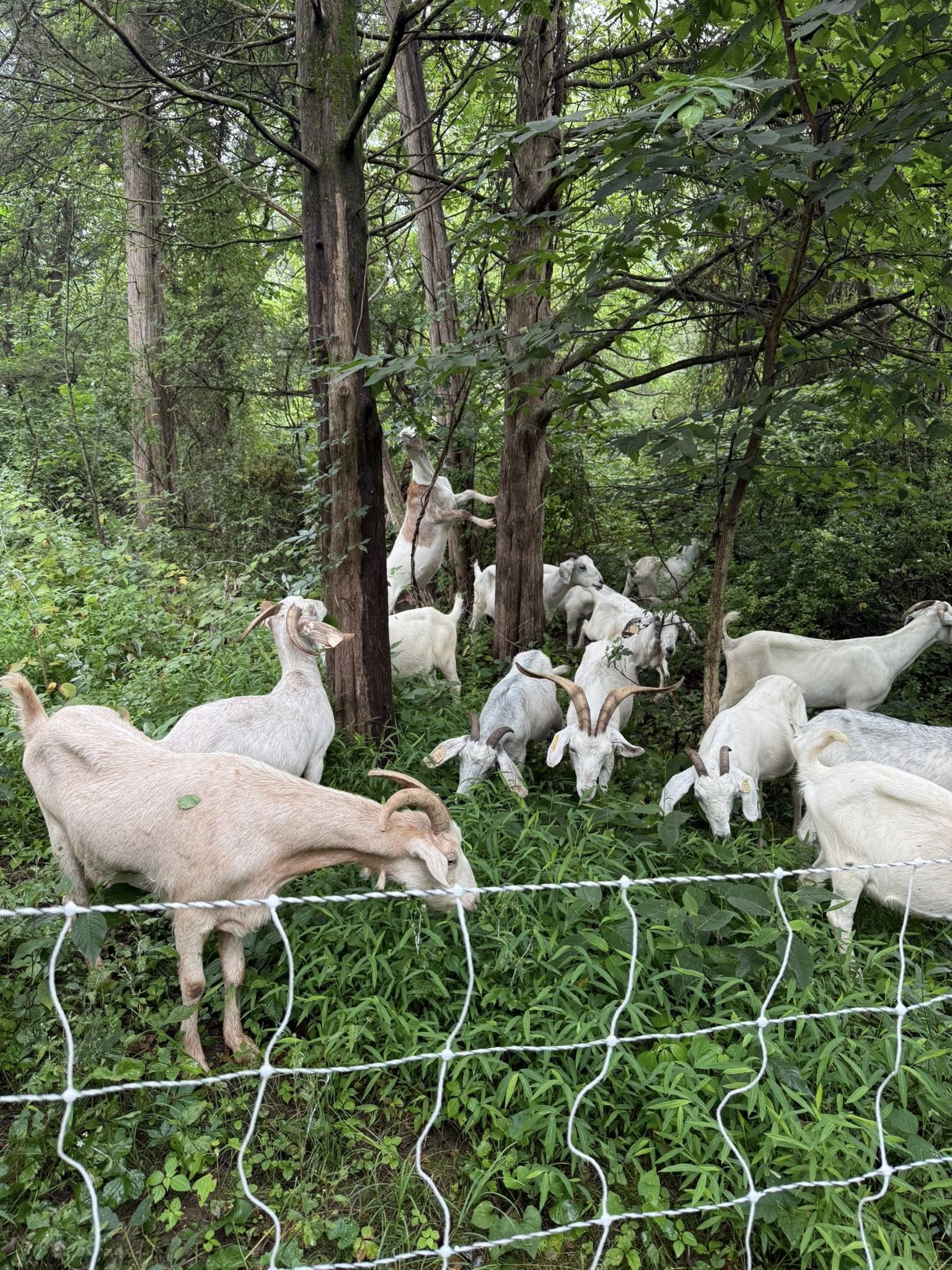 Before goat grazing — dense overgrowth