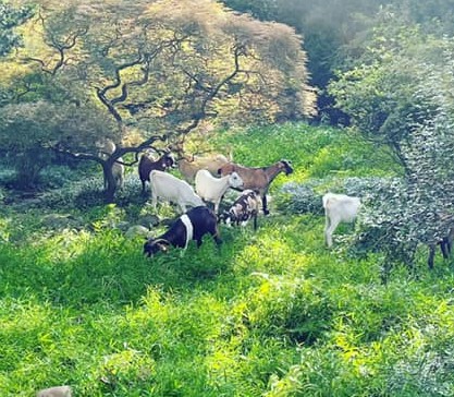 Goats clearing vegetation